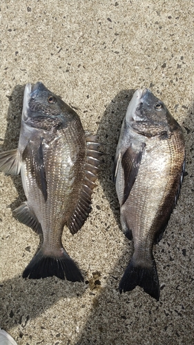 チヌの釣果