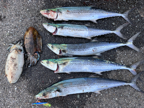 サゴシの釣果