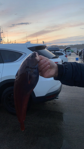 ドンコの釣果