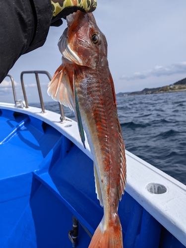 ホウボウの釣果