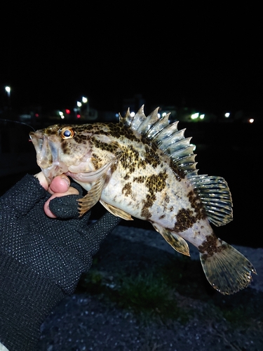 タケノコメバルの釣果