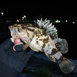 タケノコメバル