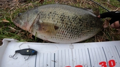 ブラックバスの釣果