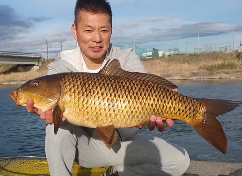 コイの釣果