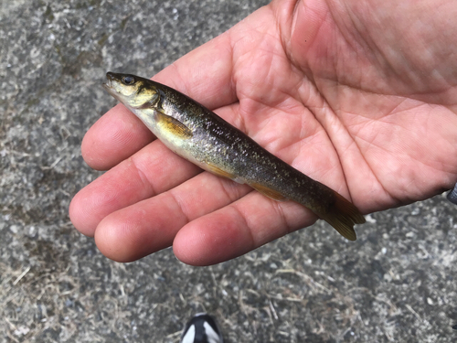 アブラハヤの釣果