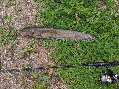 ナマズの釣果