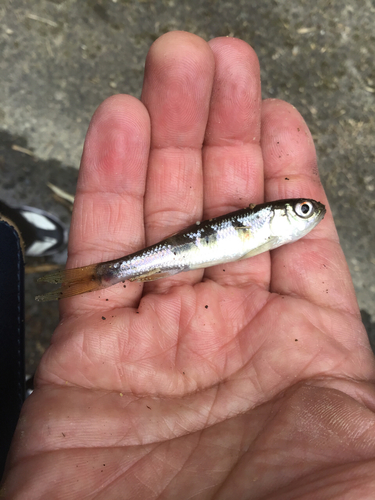 カワムツの釣果