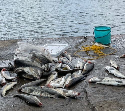 ホッケの釣果