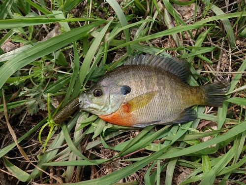 ブルーギルの釣果