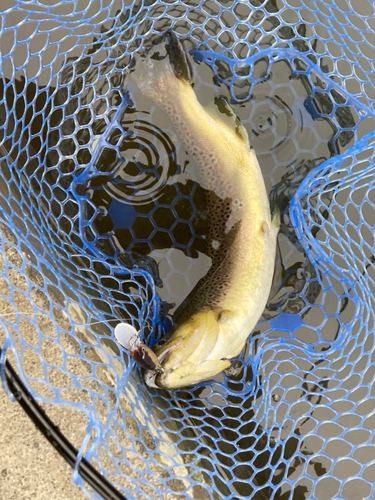 ブラウントラウトの釣果