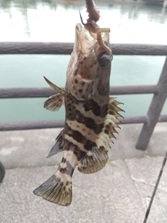 チャイロマルハタの釣果