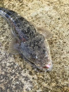 マゴチの釣果