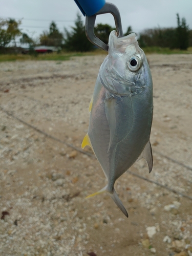 ガーラの釣果