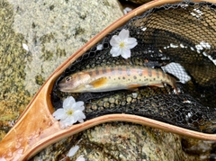 ヤマメの釣果