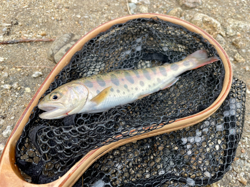 ヤマメの釣果