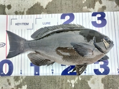 メジナの釣果