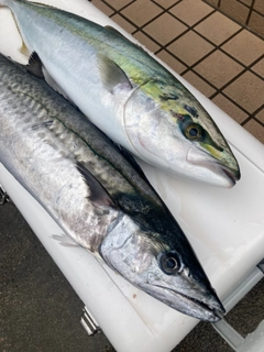 サワラの釣果