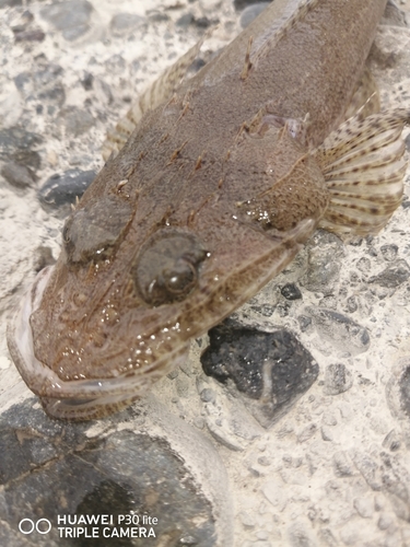 ワニゴチの釣果