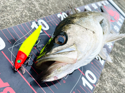 シーバスの釣果