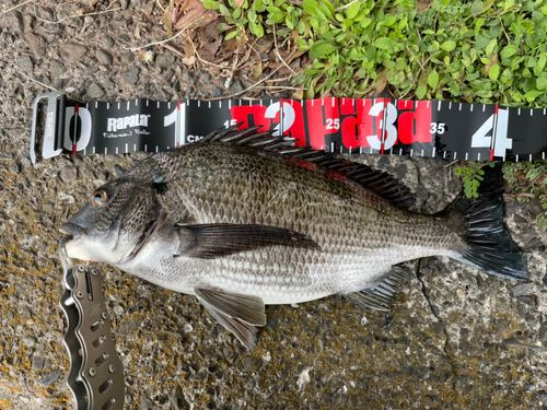 クロダイの釣果