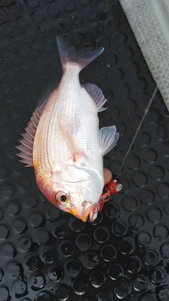 さすらい釣り師リョウさんの釣果 2枚目の画像