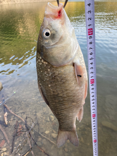 フナの釣果