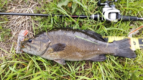 スモールマウスバスの釣果