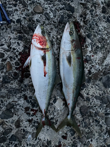 ハマチの釣果