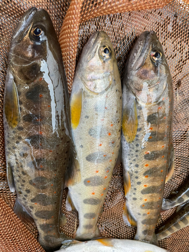 アマゴの釣果