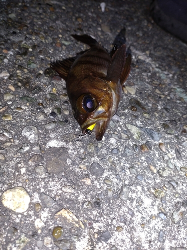 メバルの釣果