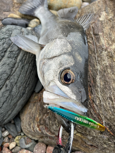 ヒラスズキの釣果