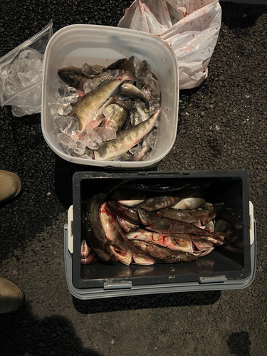 ホッケの釣果