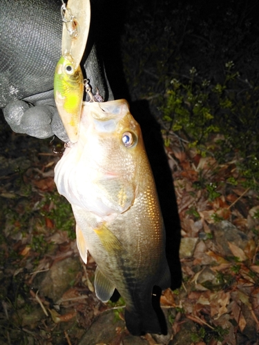 ラージマウスバスの釣果