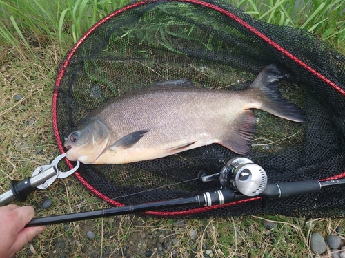 コロソマの釣果