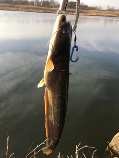 ナマズの釣果