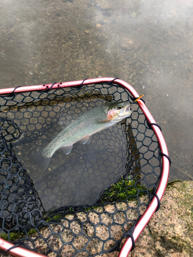 レインボートラウトの釣果