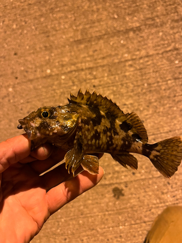 カサゴの釣果