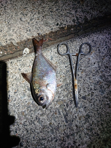 ハタンポの釣果