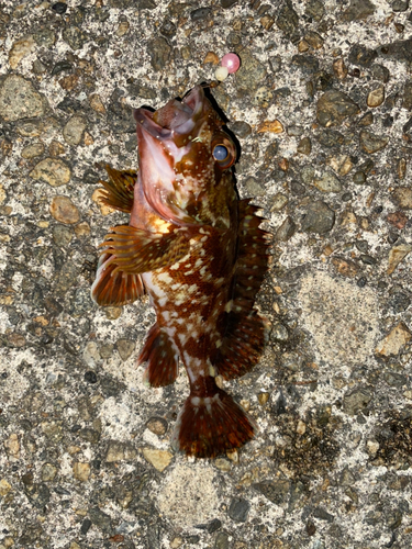 カサゴの釣果