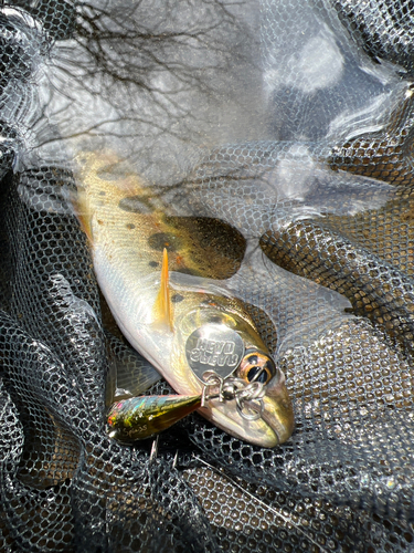 アマゴの釣果