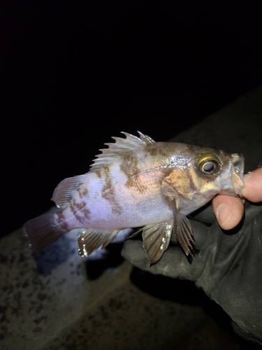 メバルの釣果