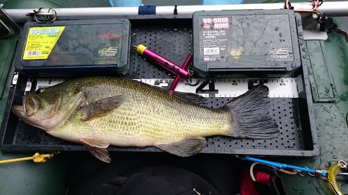 ブラックバスの釣果