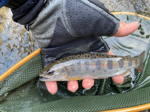 ヤマメの釣果