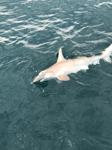 シュモクザメの釣果