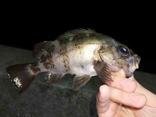 メバルの釣果