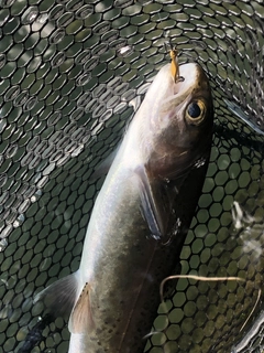 ニジマスの釣果