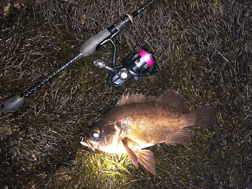 クロメバルの釣果