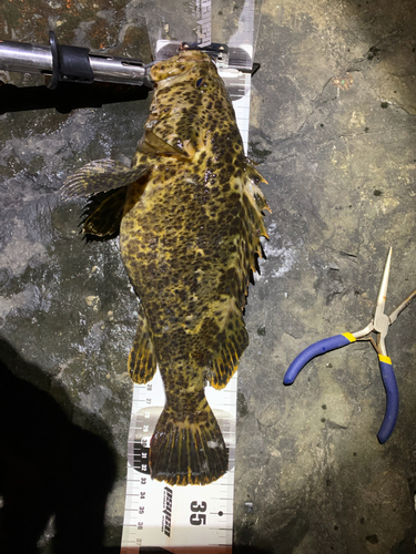 タケノコメバルの釣果