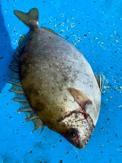 アイゴの釣果