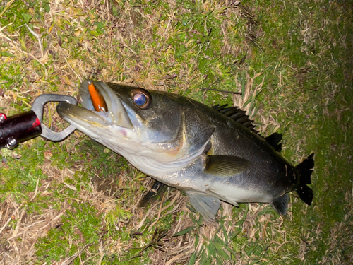 スズキの釣果